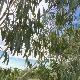 Eucalyptus pauciflora pleureur