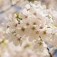 Cerisier � fleur Somei-Yoshino