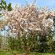 Cerisier � fleur Somei-Yoshino