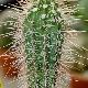 Cactus mexicain cardon