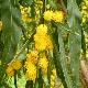 Mimosa dor�, Acacia dor�