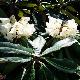 Grand rhododendron chinois