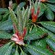 Grand rhododendron chinois