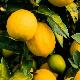 Citrus limon 'Fino'