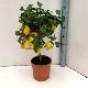 Citrus limon 'Meyer'