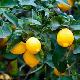 Citrus limon 'Meyer'
