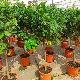 Citrus limon 'Meyer'