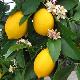 Citrus limon 'Meyer'