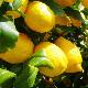 Citrus limon 'Eureka'