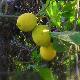 Citrus limon 'Verna'