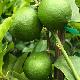 Limettier, Citron vert