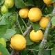 Citrus limon 'Eureka'