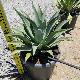 Agave celsii albicans x attenuata 'Blue Haze'