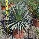 Agave dasylirioides