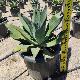 Agave attenuata 'Blue Flame'