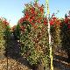 Callistemon Captain Cook