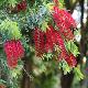 Callistemon Captain Cook