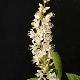 Cl�thre Paniculata