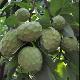Cherimoya Alboran