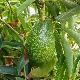 Avocatier Ettinger