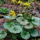Ligularia tussilaginea