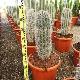 Cactus mexicain cardon