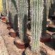 Cactus mexicain cardon