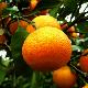 Mandarinier Satsuma Francis Soules rustique