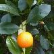 Oranger Navelina rustique