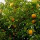 Oranger navel Chocolat rustique