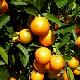 Kumquat Meiwa rustique