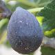 Figuier � fruits noirs