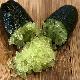 Citron caviar � pulpe verte