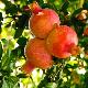 Grenadier � fruit Wonderful