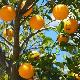 Oranger Lanelate