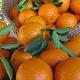 Oranger Navelina