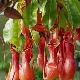 Nepenthes alata