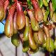 Nepenthes alata