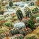 M�lange de cactus