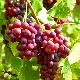 Vigne � raisin rouge