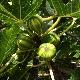 Figuier � fruits panach�s