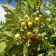 Figuier � fruits panach�s