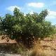 Figuier � fruits panach�s