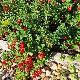 Canneberge, Cranberry � gros fruits