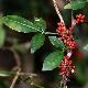 Zanthoxylum armatum