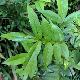 Zanthoxylum armatum