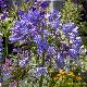 Agapanthe Lavender Haze