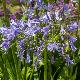 Agapanthe Lavender Haze