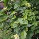Jasmin d'Arabie Grand Duc de Toscane