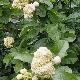 Jasmin d'Arabie Grand Duc de Toscane